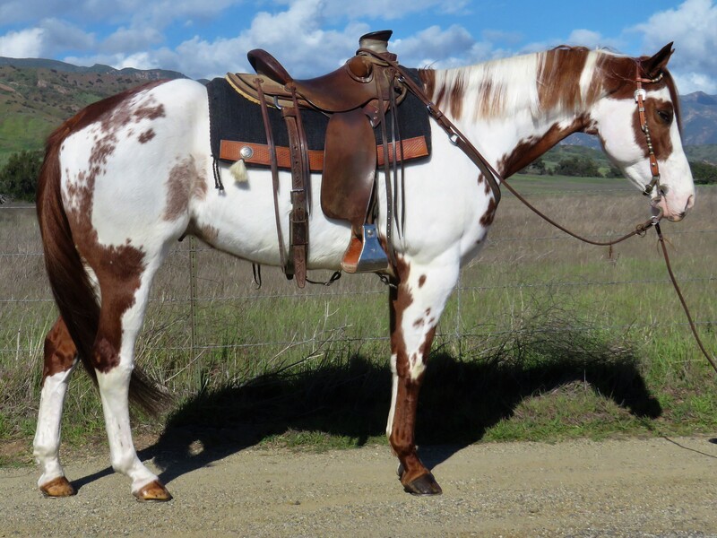 12 YEAR OLD 16.2 HAND SORREL OVERO PAINT GELDING