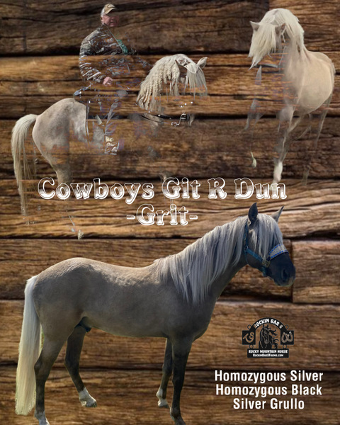 Silver Grulla Stud Service 