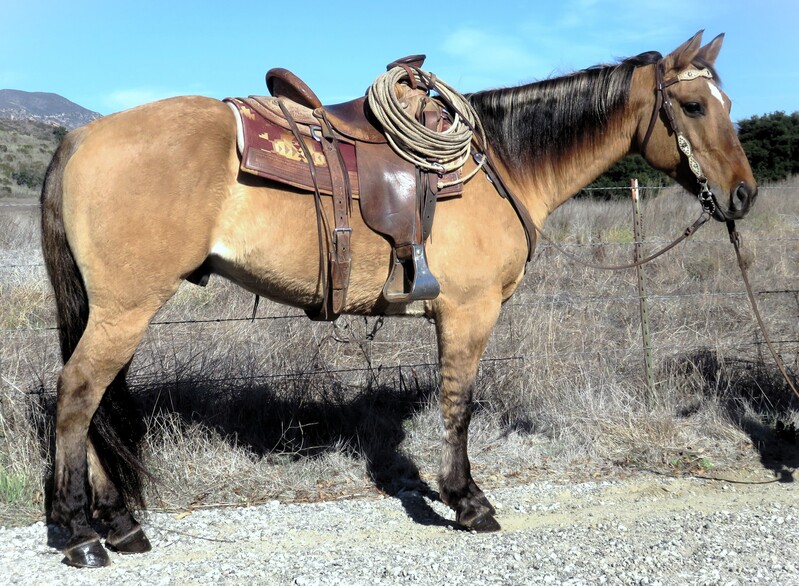 8 YEAR OLD 15.1 HAND DUN GELDING