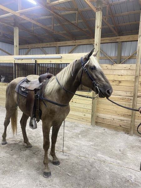 15.2 Hand Chocolate Dappled Filly