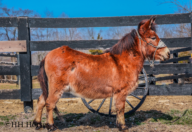 SUPER NICE BAY PONY MULE, GENTLE AND SAFE, YOUTH RIDDEN For Sale in ...