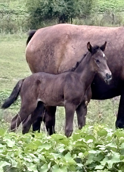 Gorgeous Black Colt 