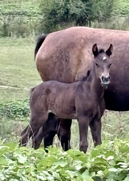 Gorgeous Black Colt 