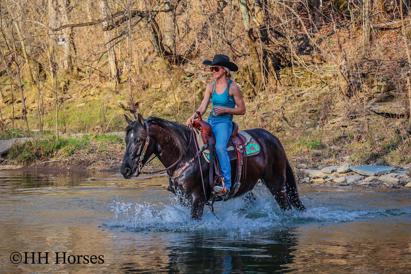 BIG THICK MADE BLACK KENTUCKY MOUNTAIN GELDING, SMOOTH, NATURALLY ...