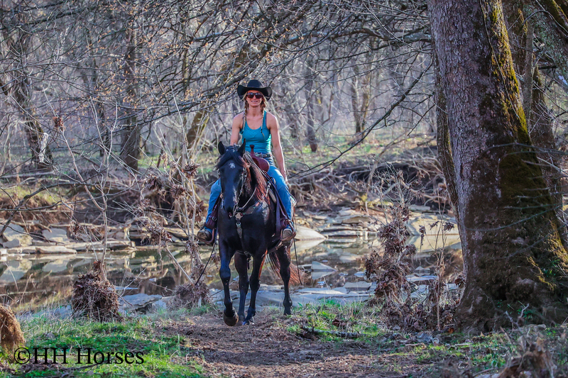 BIG THICK MADE BLACK KENTUCKY MOUNTAIN GELDING, SMOOTH, NATURALLY ...