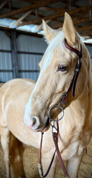 Gorgeous Easy To Ride Palomino Trail Horse Deluxe!