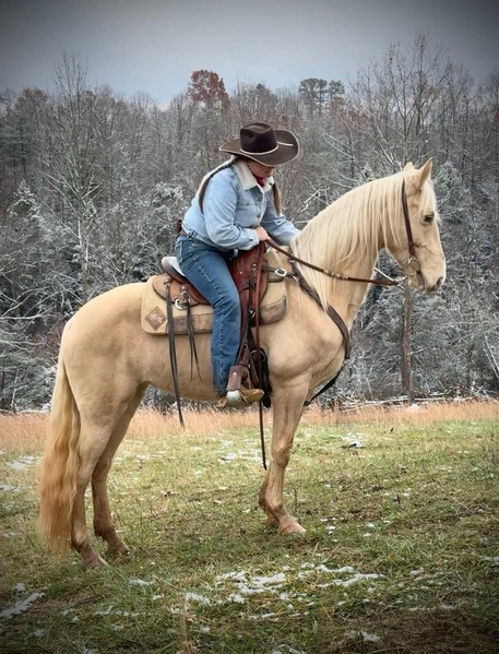 Gorgeous Easy To Ride Champagne Trail Horse Deluxe!