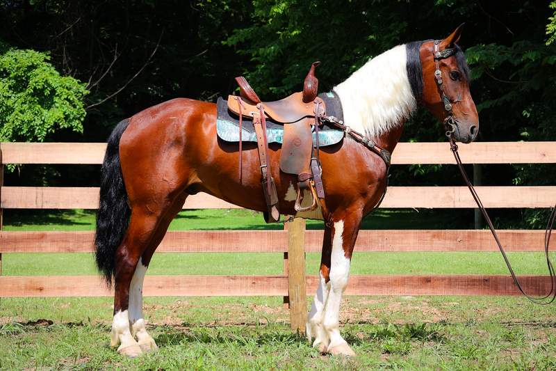 SUPER FLASHY BAY AND WHITE TOBIANO PAINT GELDING RIDES AND DRIVES 