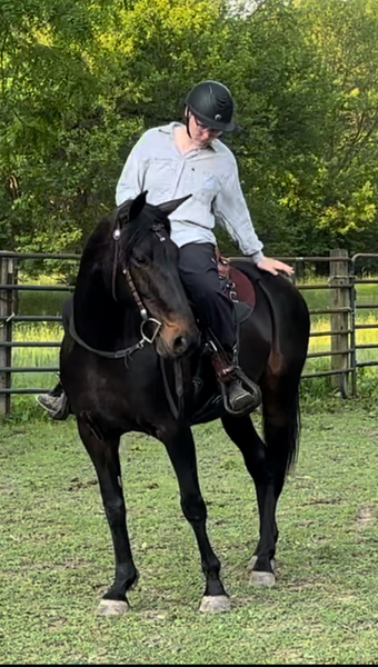 Gorgeous 16 Year Old Riding/Breeding Mare 