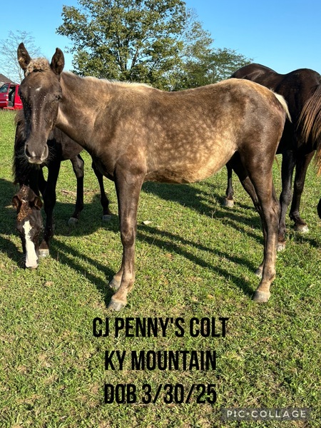 Beautiful Chocolate Weanling Colt