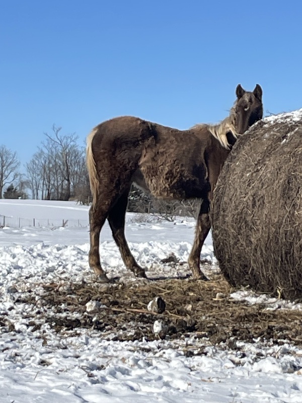 Beautiful Chocolate Yearling Colt