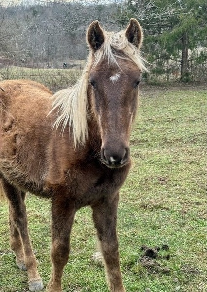 Beautiful Chocolate Yearling Colt