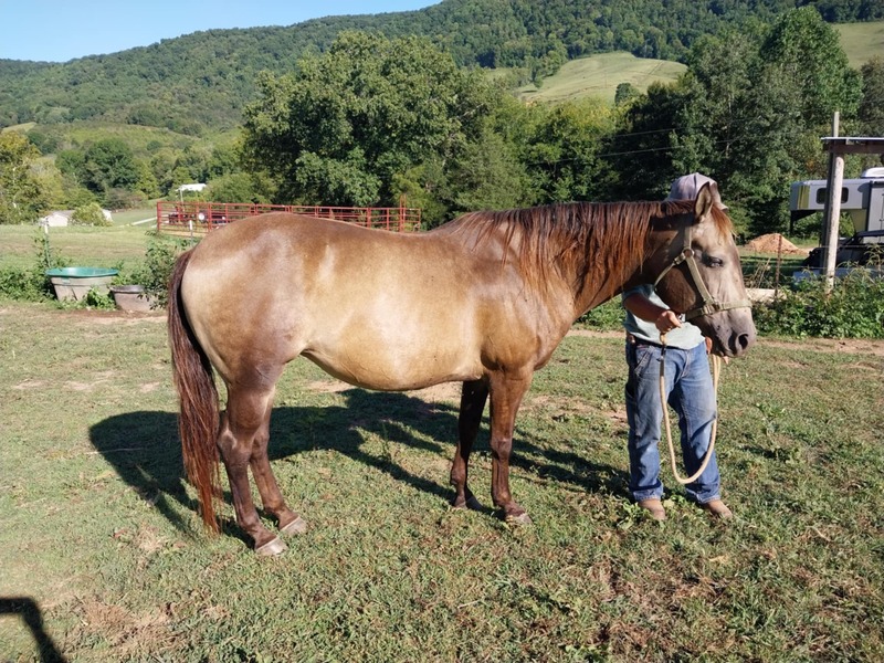 Sweet Quarter Horse Mare