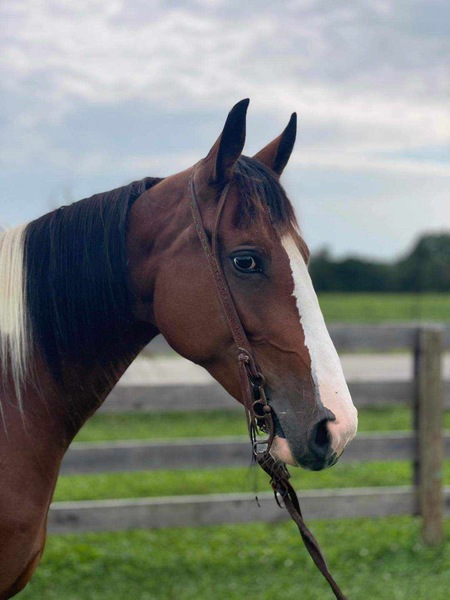 15.2 Smooth Gaited Family Horse