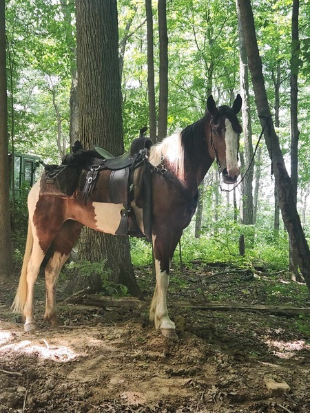 15.2 Smooth Gaited Family Horse