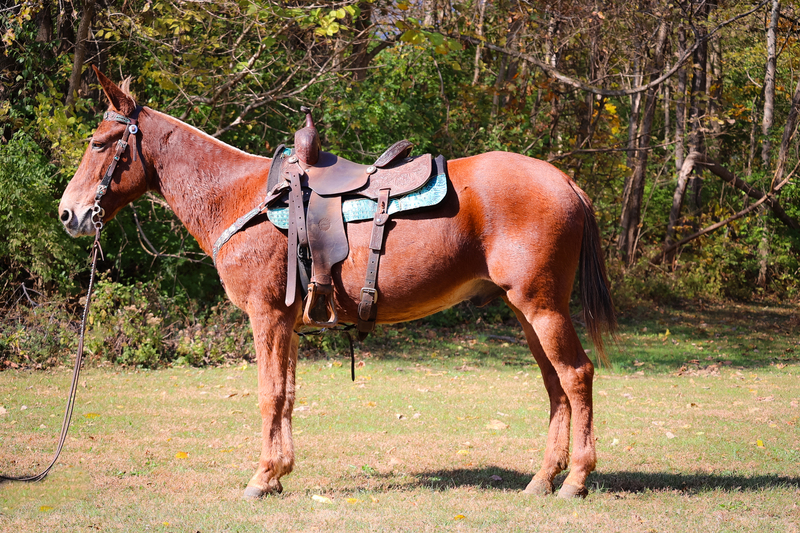 GENTLE SORREL JOHN MULE, USED FOR TRAIL RIDING, TRAFFIC SAFE, NICE MOVER 