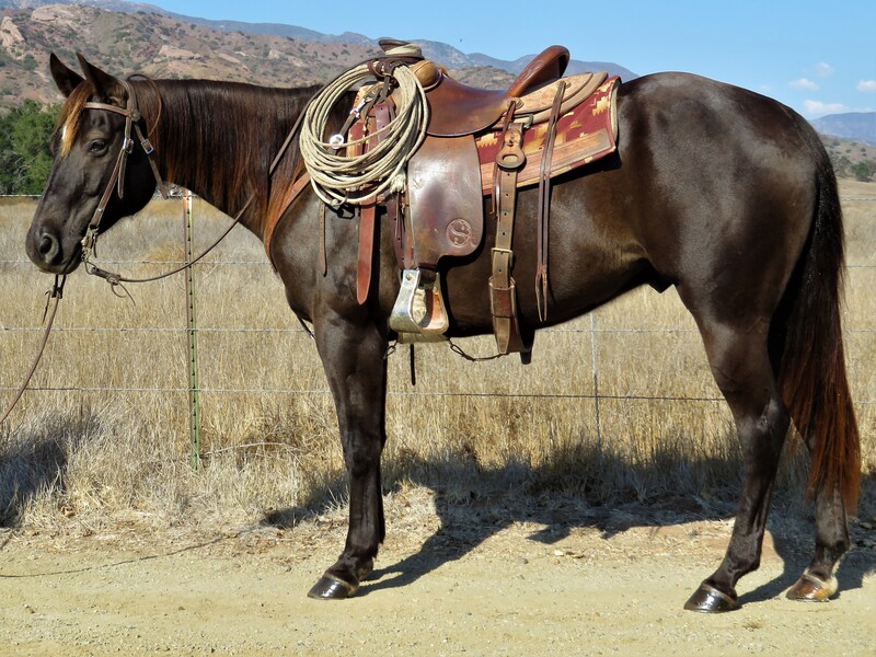 8 YEAR OLD 15.1 HAND BROWN GELDING **VIDEO**