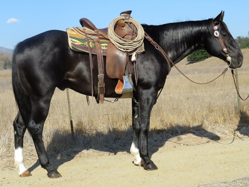 8 YEAR OLD 15.2+ HAND BLACK GELDING **VIDEO**