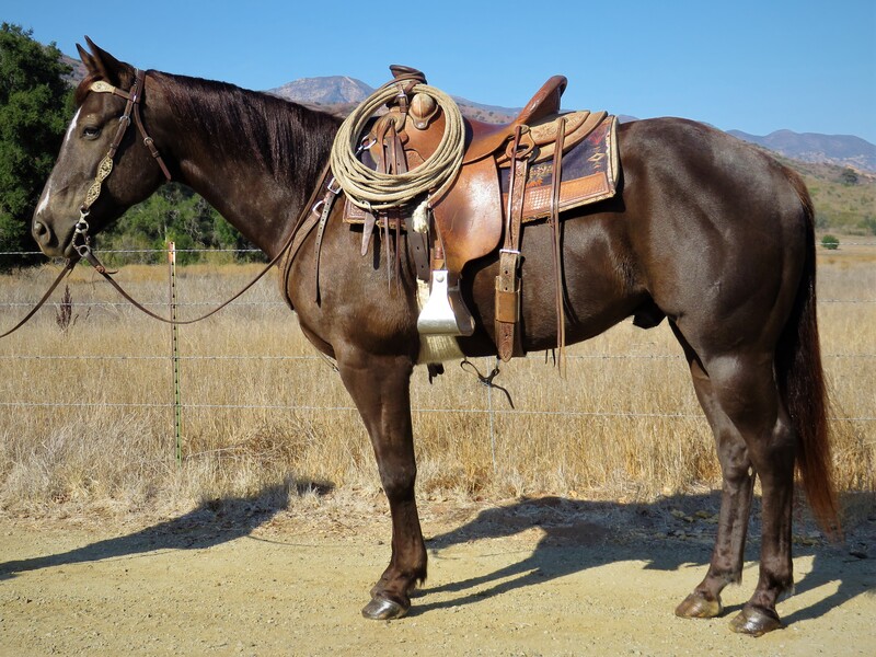 6 YEAR OLD 15 HAND BROWN GELDING