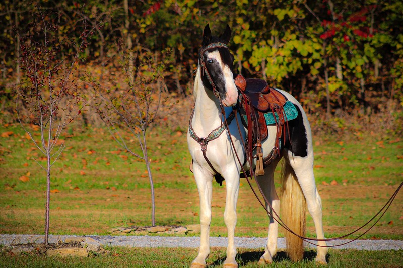 FANCY BLACK AND WHITE SPOTTED SADDLE GELDING, SMOOTH AND FLASHY