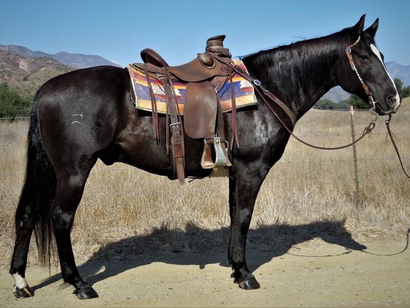 11 YEAR OLD 15 HAND BLACK GELDING