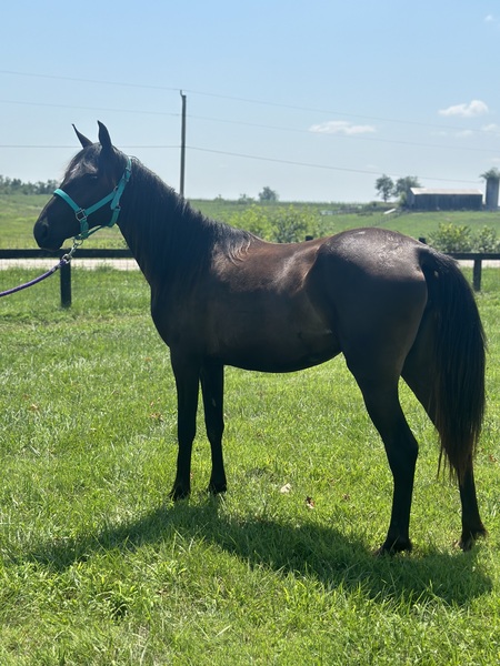 Beautiful Black 3 Year Old Filly 