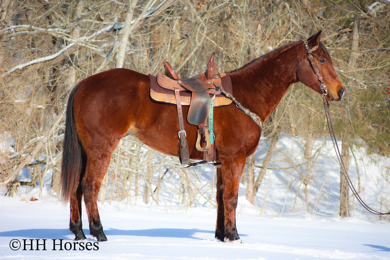 SEASONED AND EXPERIENCED RANCH HORSE, FRENCHMANS GUY GRANDSON, WELL BROKE AND WELL TRAINED, INTELLIGENT AND QUIET 