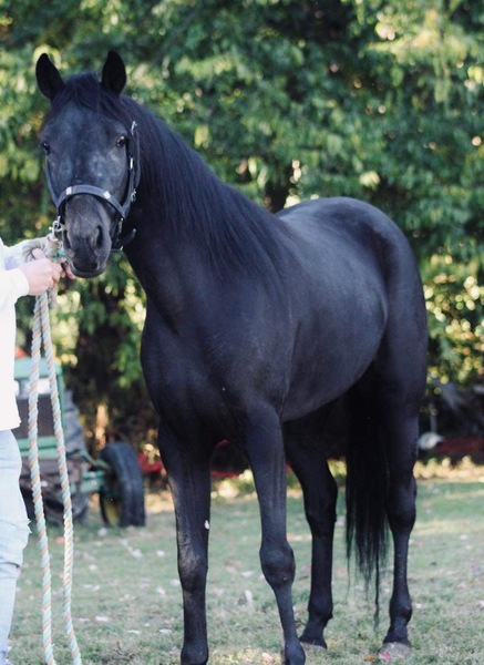 Stunning Black Racking Mare!