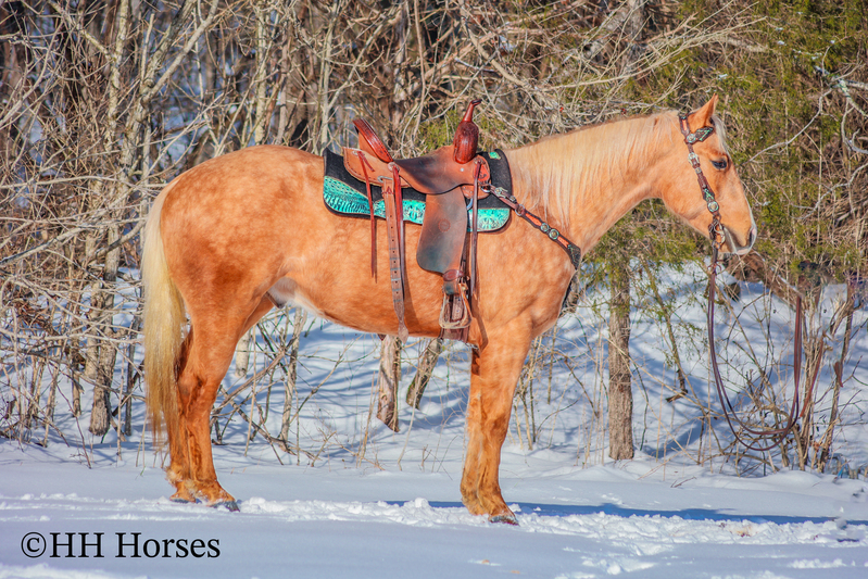 ATHLETIC, WELL BRED AQHA GOLDEN DAPPLE PALOMINO GELDING, TRAIL RIDES 