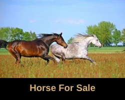 Horse Dealer in Arbuckle Alexander Arabians, Arbuckle, Colusa